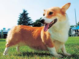 �����Ƒ��Ɍ}����O��